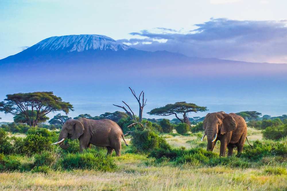 Goedkope vakantie Afrika