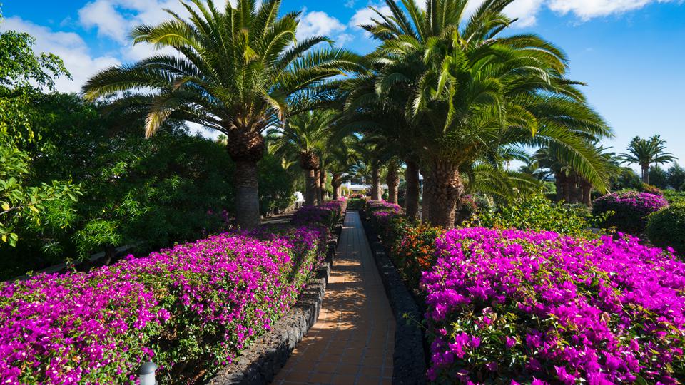 Relaxia Olivina Lanzarote Spanje