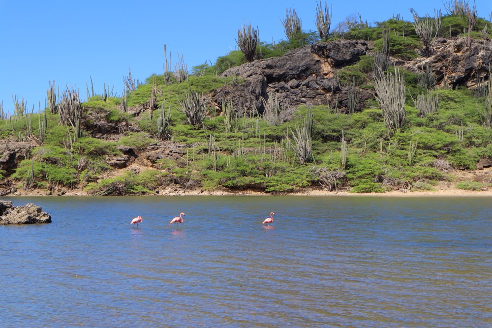 Flamingo's op Bonaire