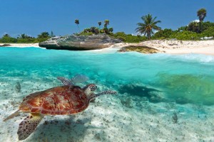Een zeeschildpad in Mexico