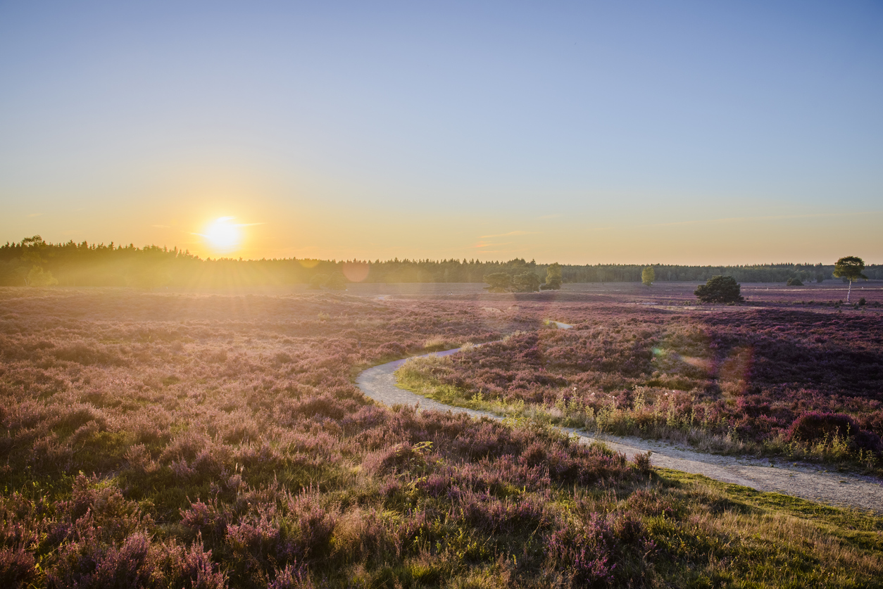 Centerparcs last minutes