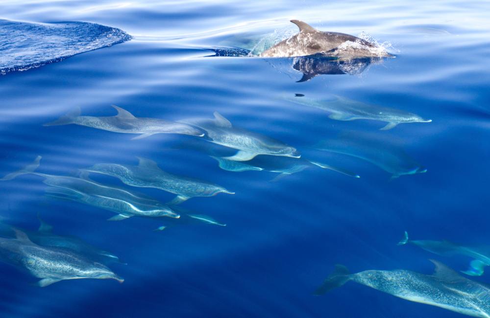 Dolfijnen spotten tijdens een excursie op Gran Canaria