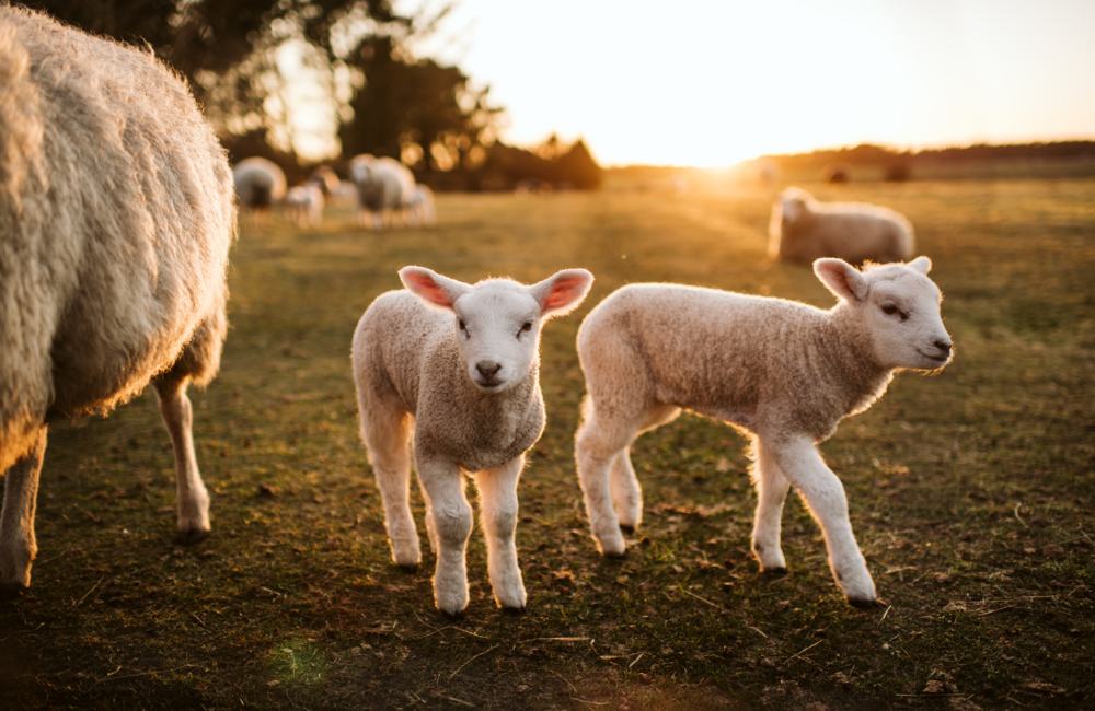 Texel activiteiten