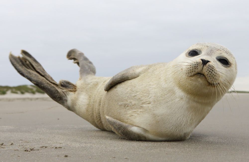 Texel activiteiten