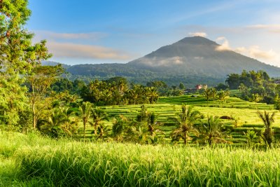 De rijstvelden van Jatiluwih op Bali