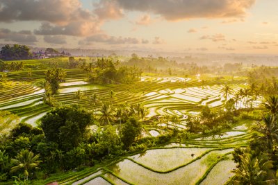 Rijstvelden Jatiluwih als activiteit op Bali