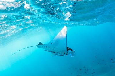Te doen op Bali: snorkelen met manta rays