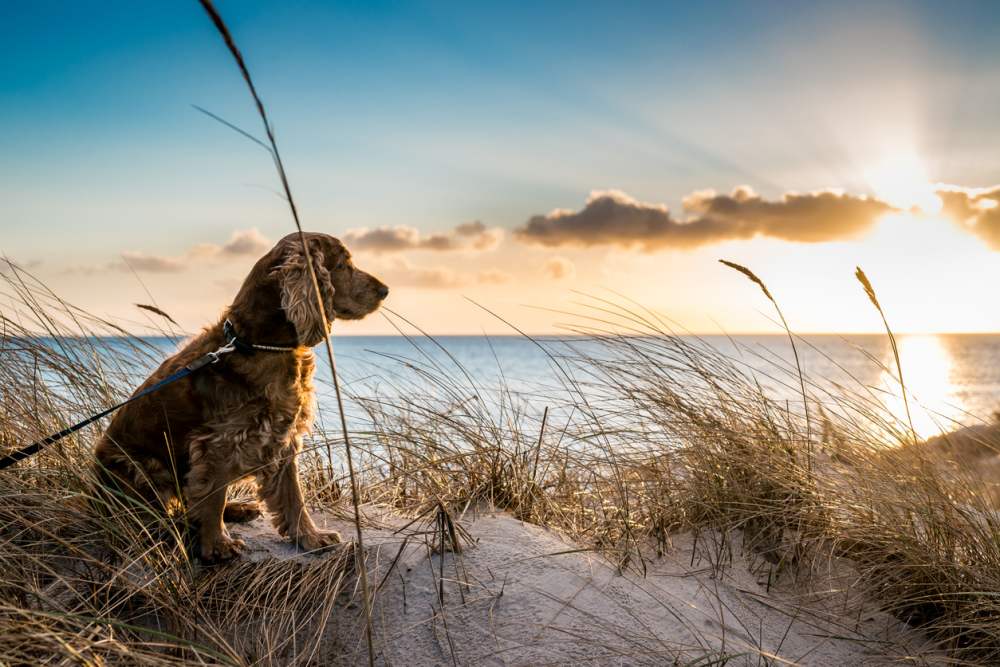 hotel met hond aan zee