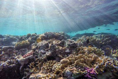 snorkelen egypte