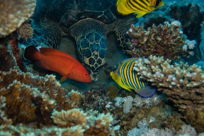 Vissen en koraal in Egypte