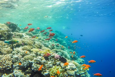 snorkelplekken egypte