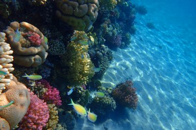 Mooiste snorkelplekken in Egypte