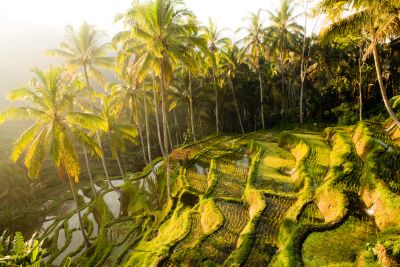 Bali rijstvelden: lekker wandelen