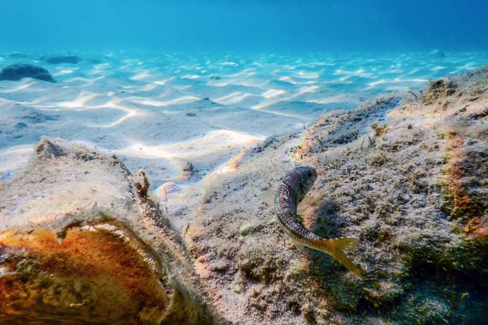 Snorkelplekken Tenerife