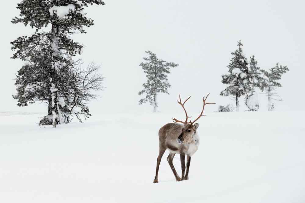 Vakantie Lapland inclusief excursies