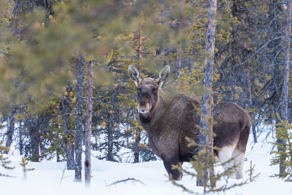 B&B vol liefde winter Guido in Lapland