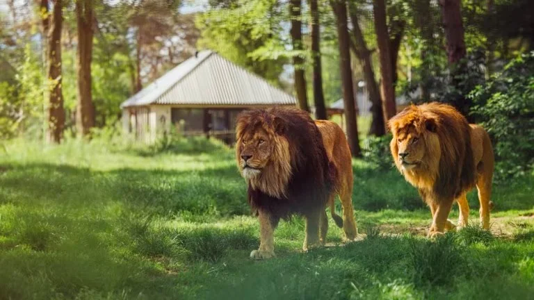 Safari Resort Beekse Bergen Hilvarenbeek