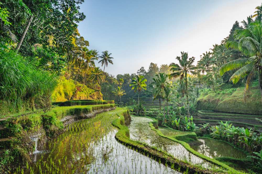 Startpakket Bali op naar Ubud