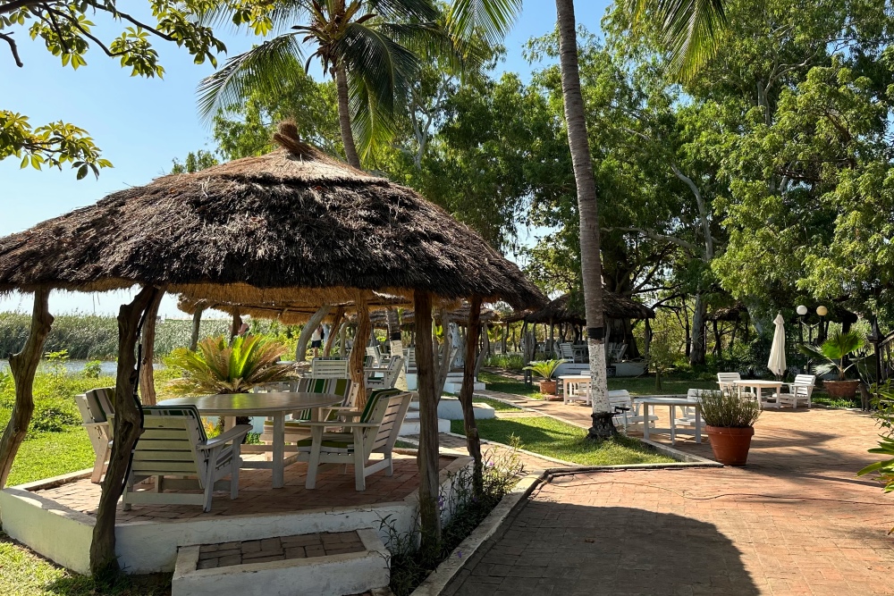 Krokodillen in het wild spotten bij Calypso Gambia