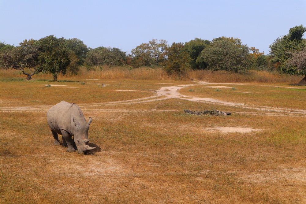 Activiteiten in Gambia; dagtocht op Safari in Senegal