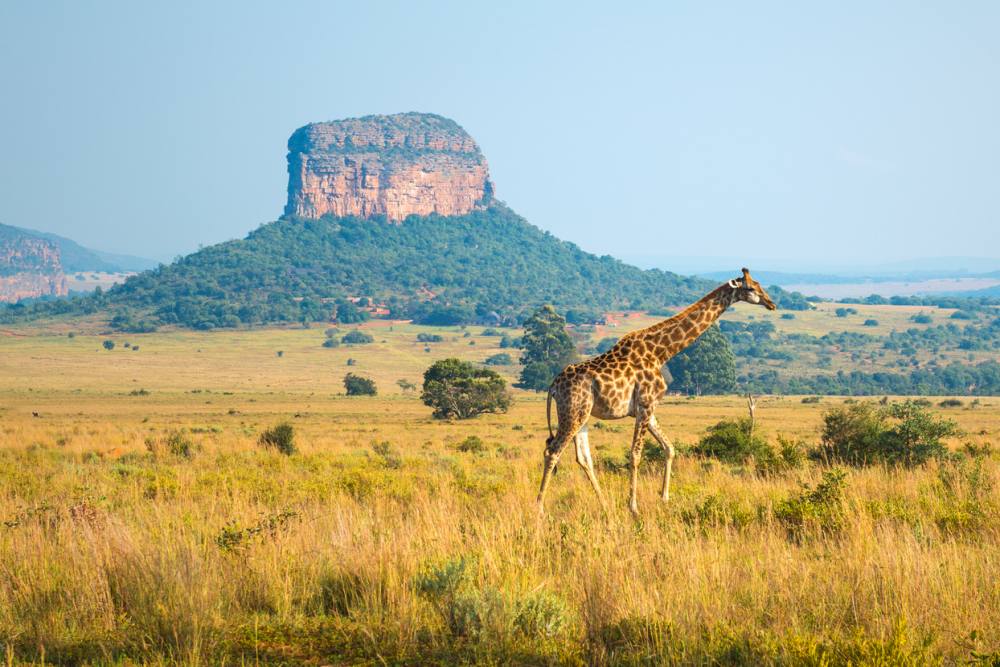 Babymoon naar Zuid-Afrika