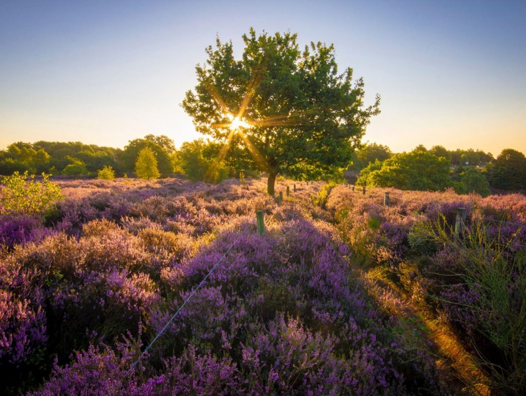 Landal Hunerwold State Drenthe Nederland