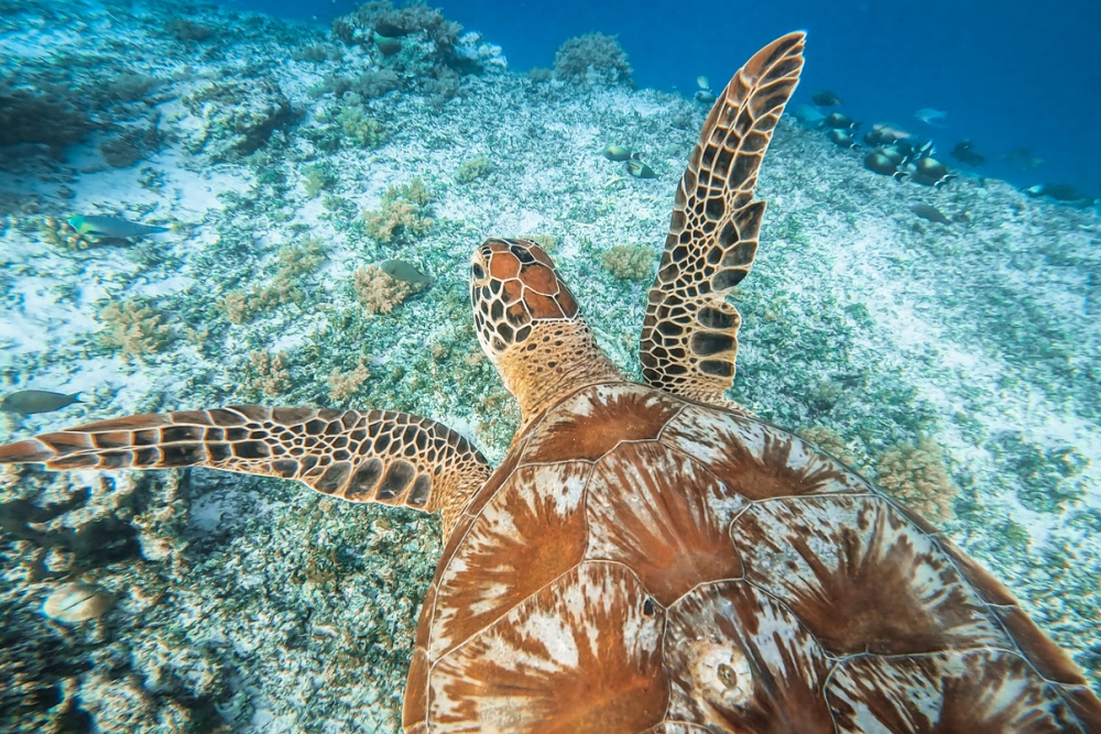 romantische vakantie gili meno