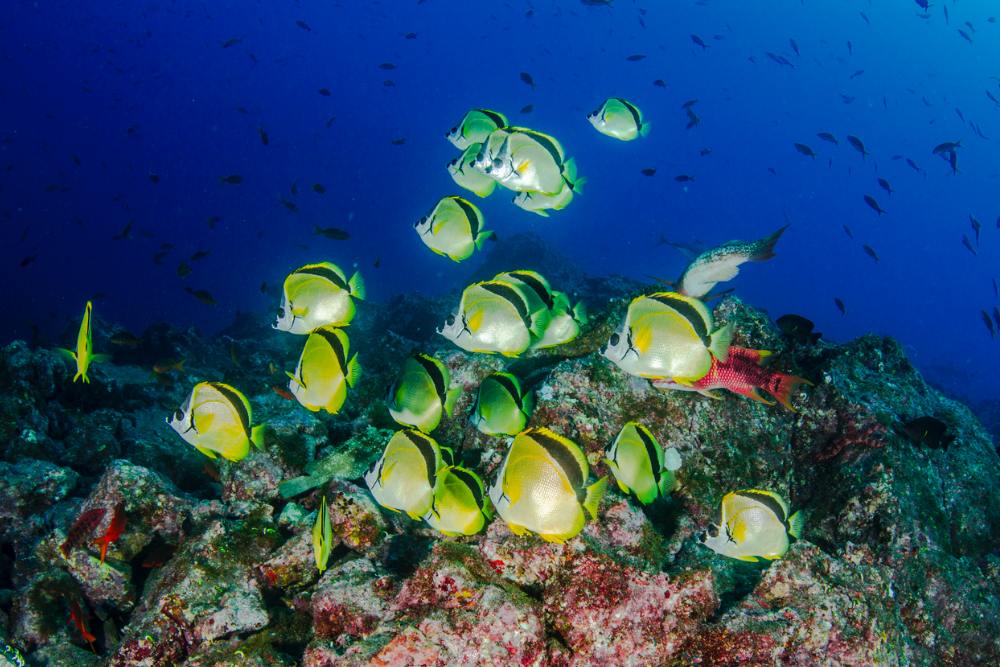 Snorkelen Mexico Socorro