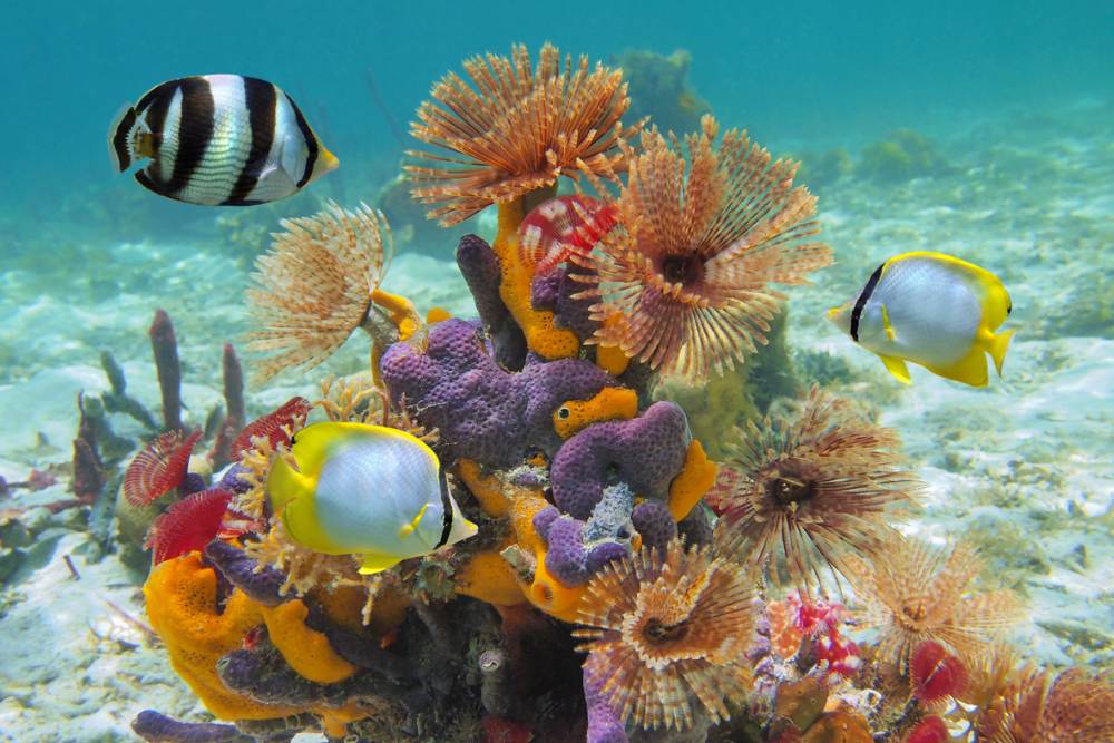 Snorkelen Mexico Cozumel