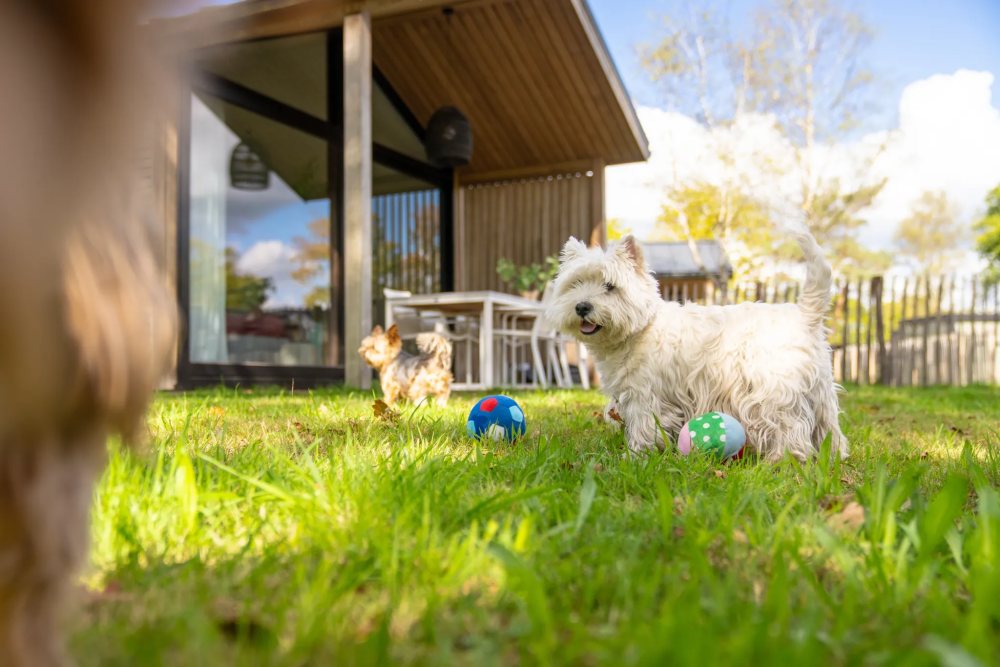 luxe vakantiehuis met omheinde tuin