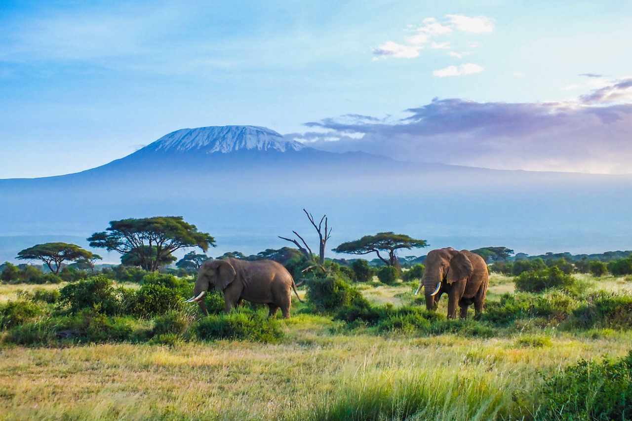 goedkope vakantie afrika