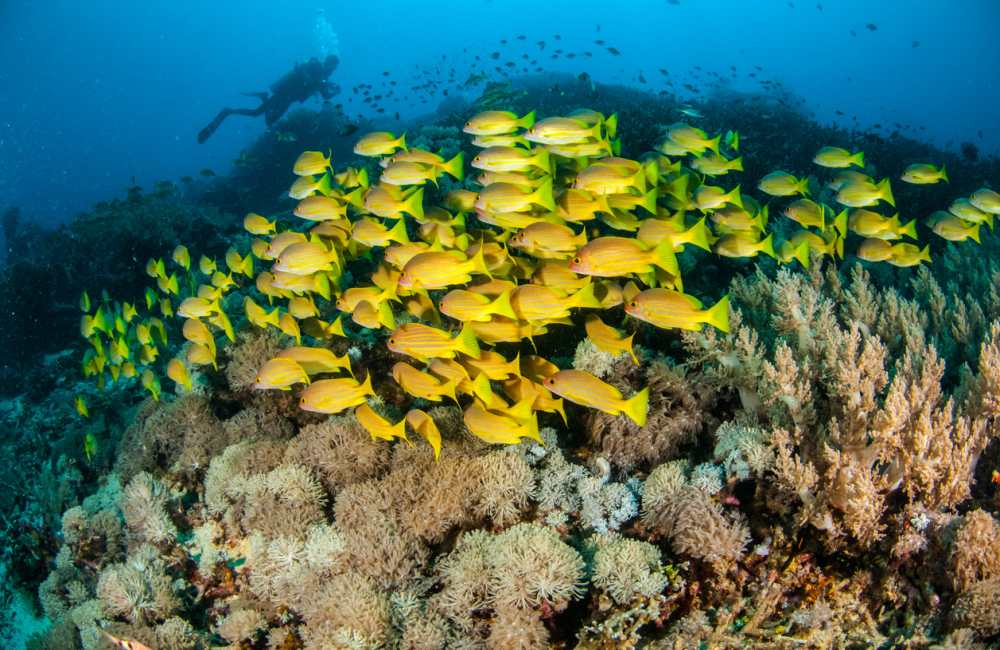 Gili-Eilanden-Onderwater-Vissen-Koraal