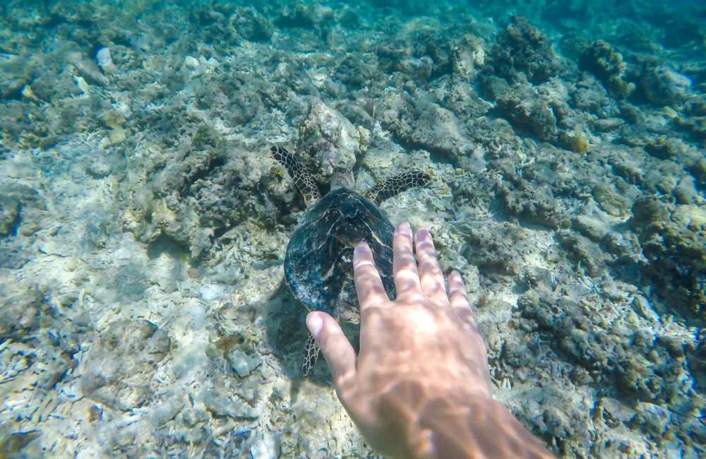 Schildpad-Zee-Gili-Air-Indonesie