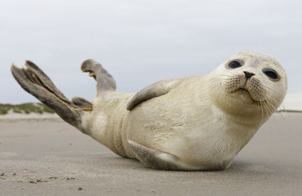 Texel-Activiteiten-Zeehond-Spotten Texel activiteiten